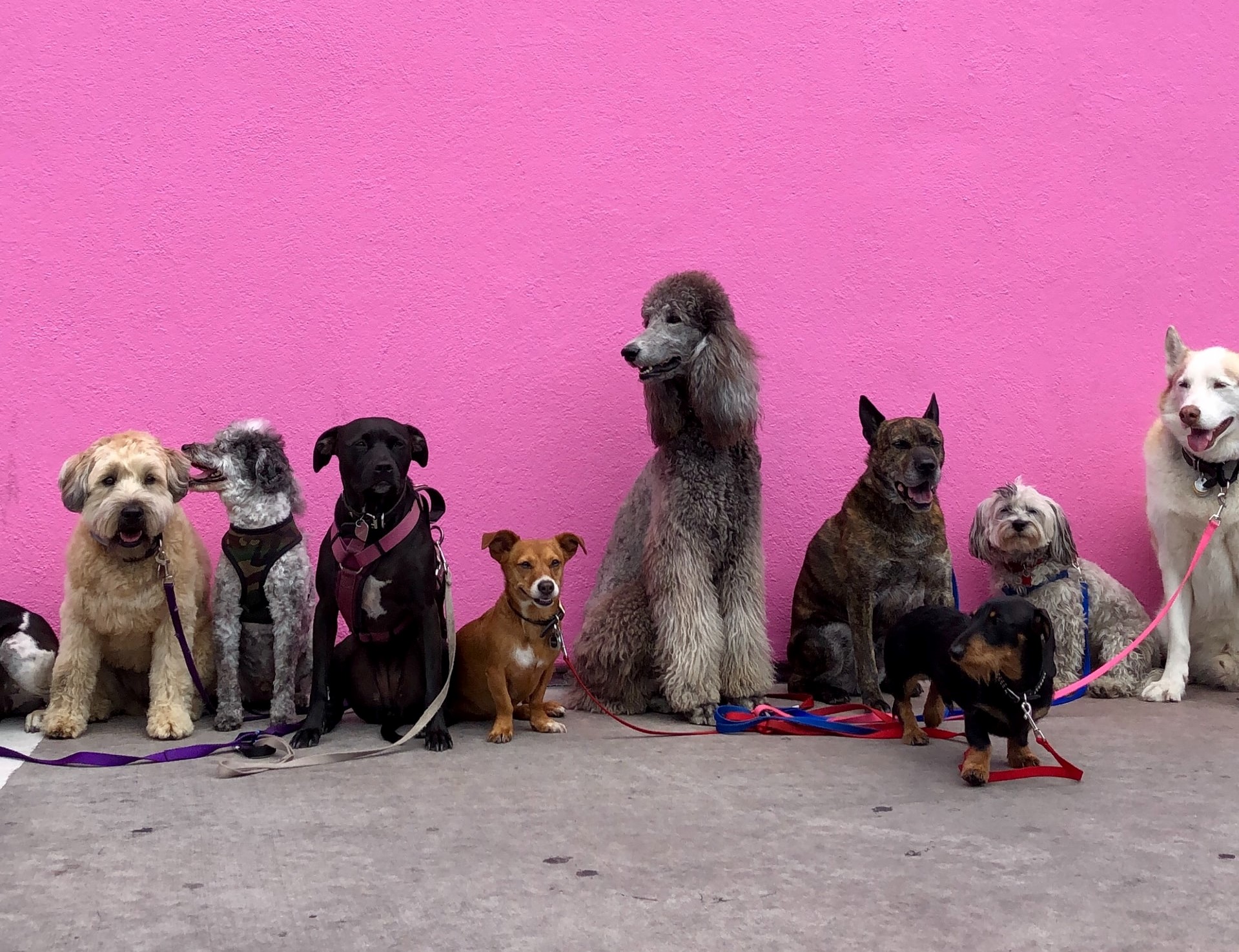 Hunde Rassen klein.jpg